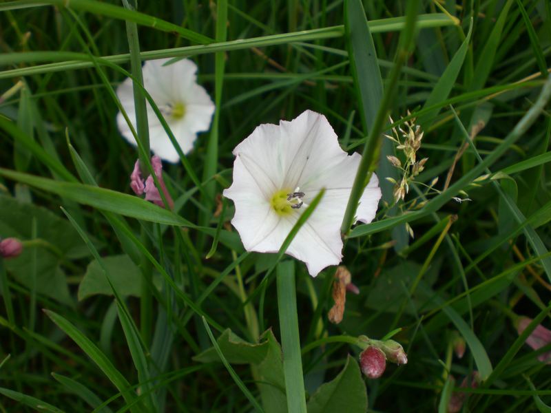 white flowers in the green