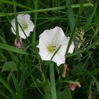 white flowers in the green