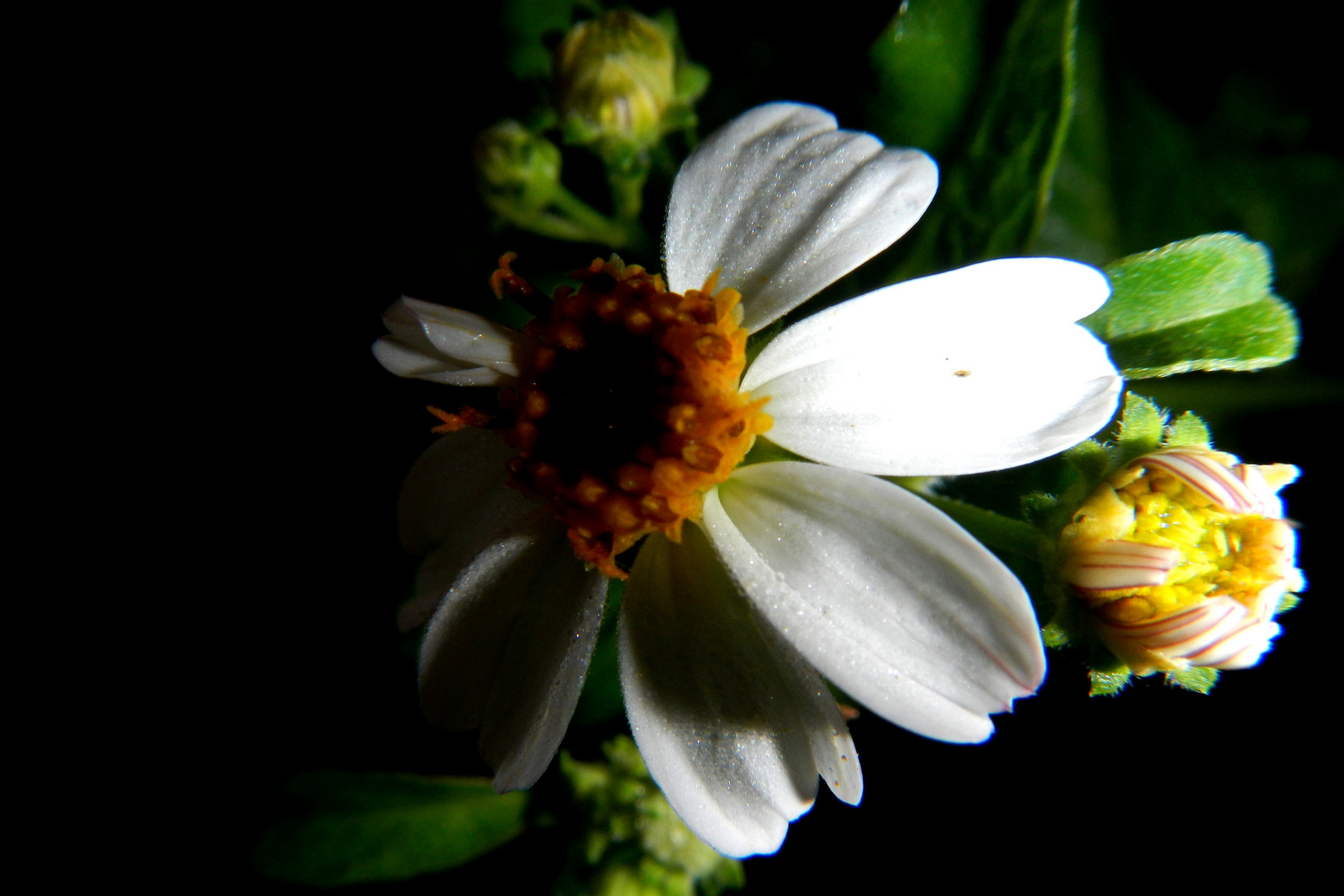 white flowers in the night