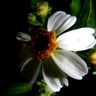 white flowers in the night