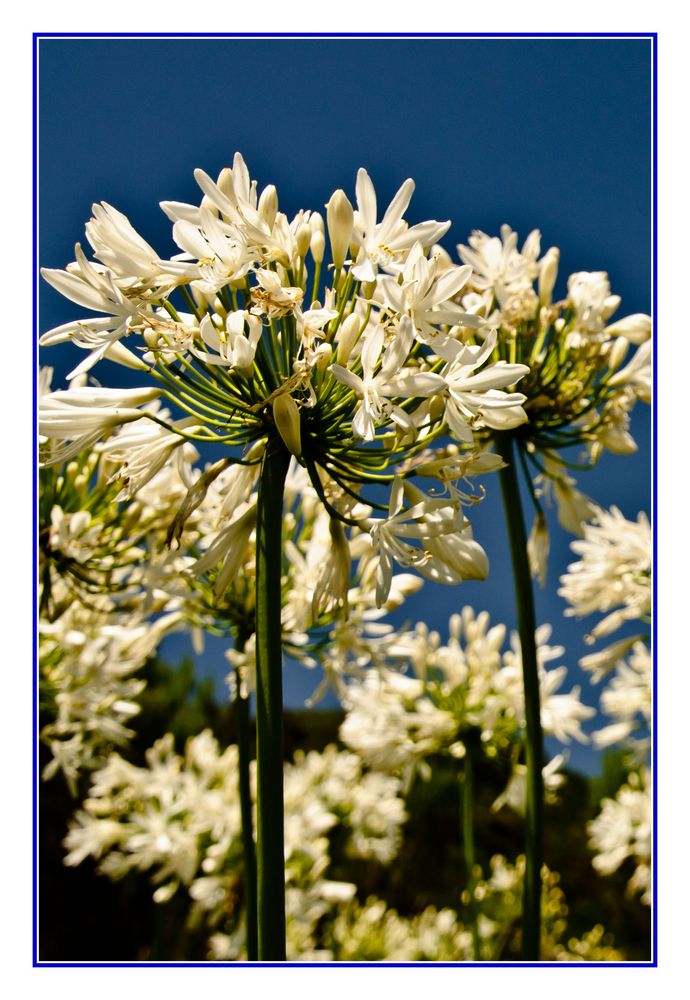 white flowers on blue sky