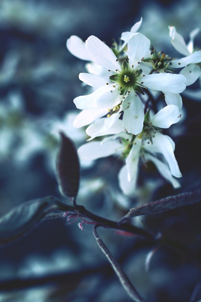 White Flowers - weiße Blümchen