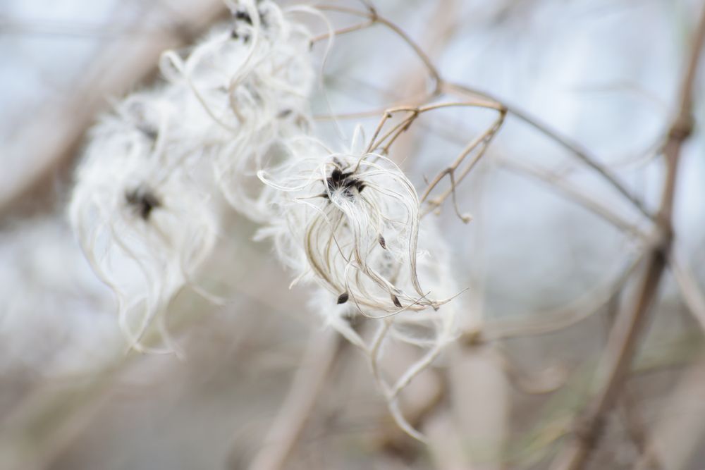 White Fluffy