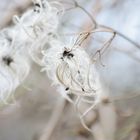 White Fluffy