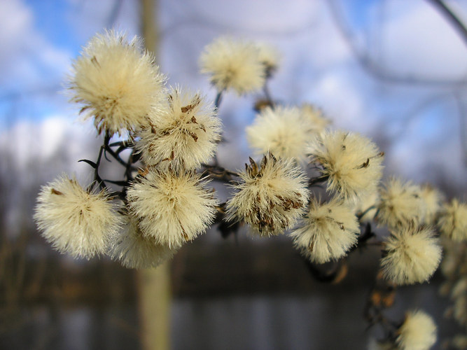 white fluffy balls in january