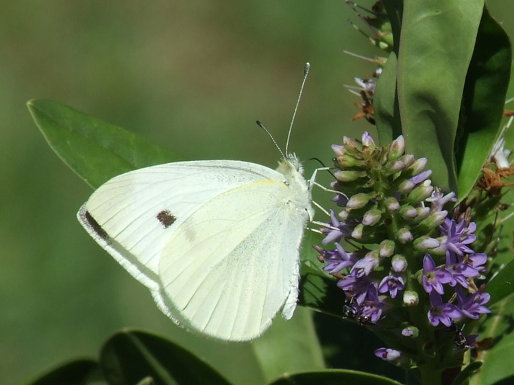 White Flutterby