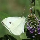 White Flutterby