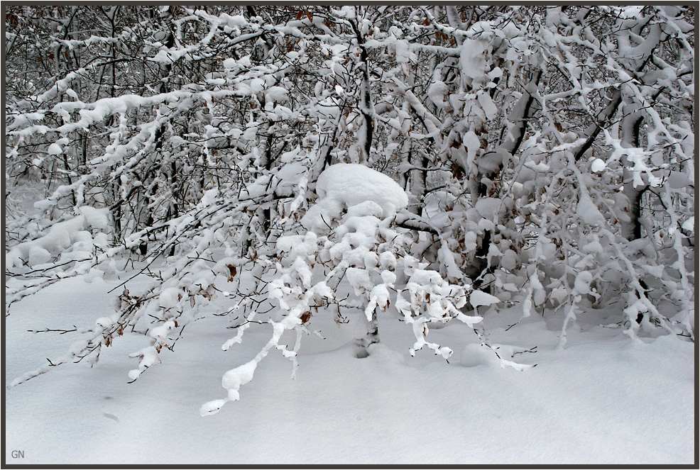 White Forest ( 1 )