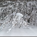 White Forest ( 1 )