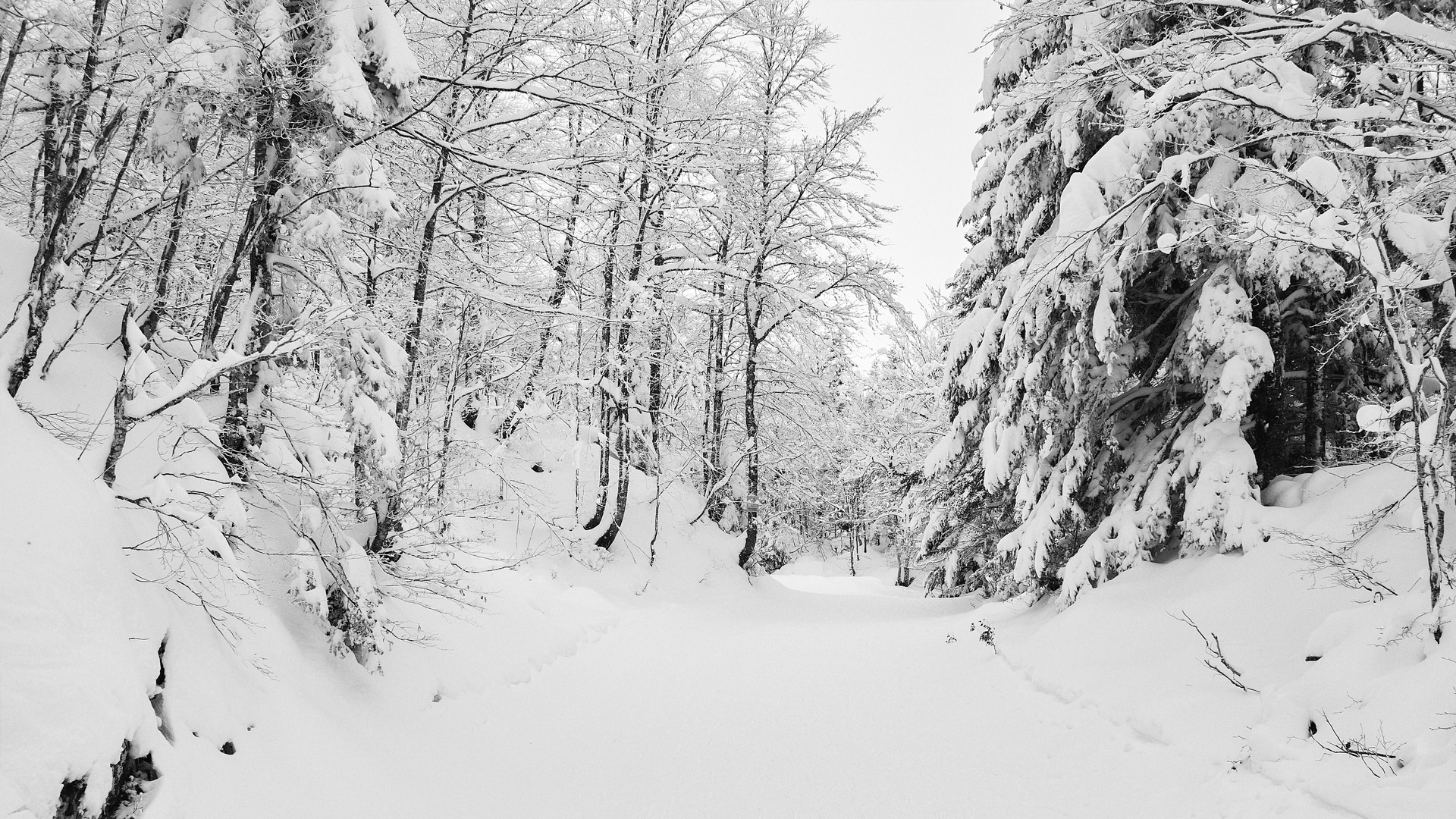 White forest