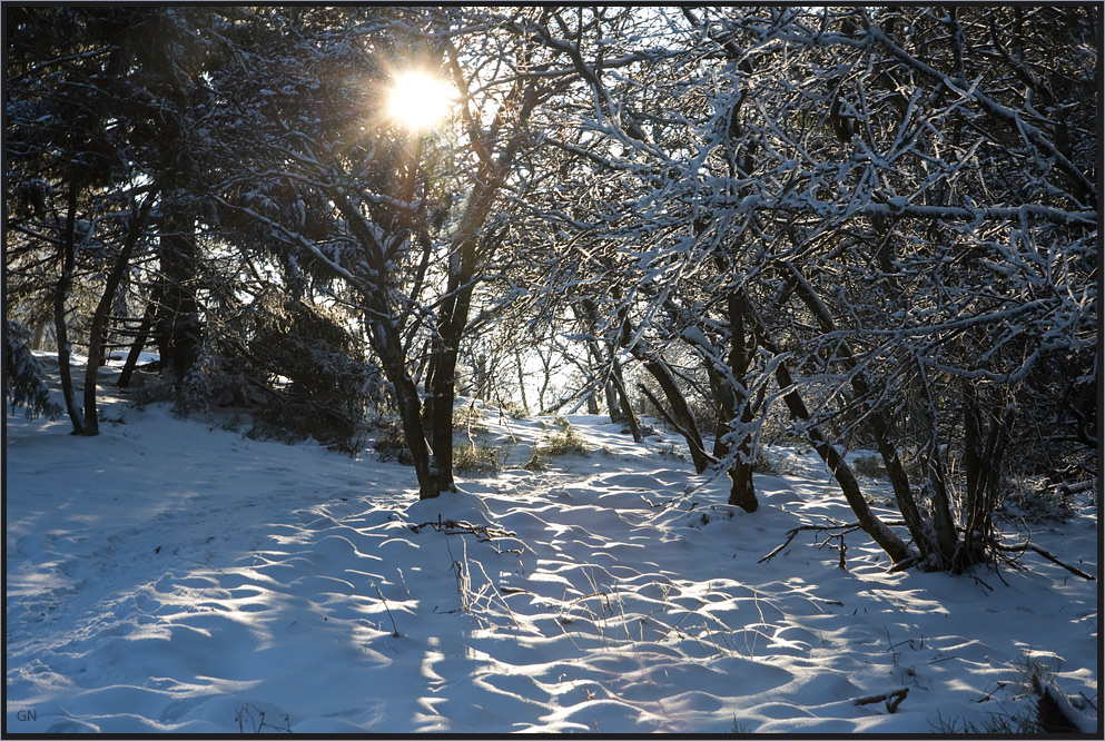 White Forest ( 3 )