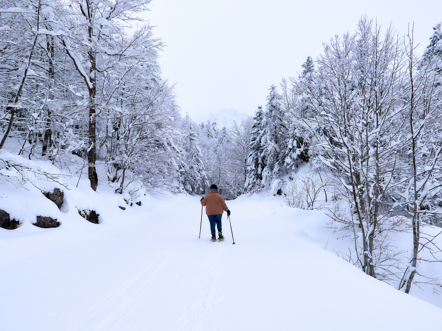 White forest