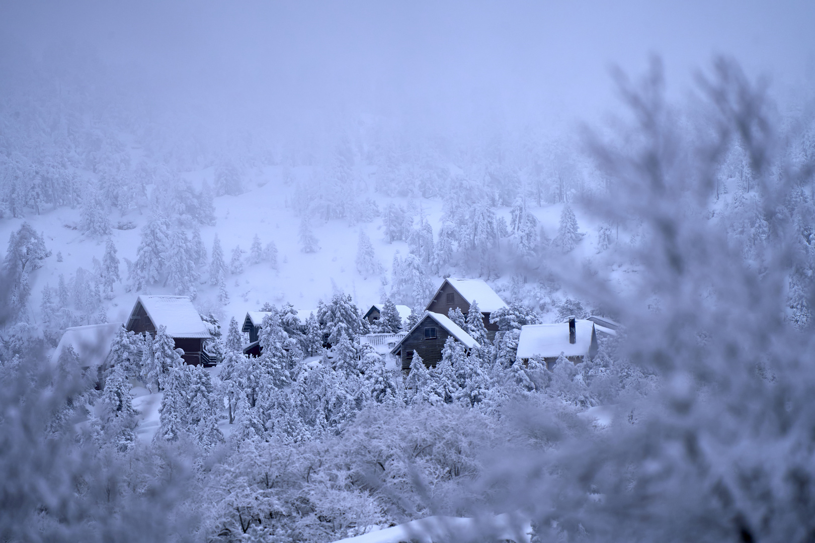 White forest