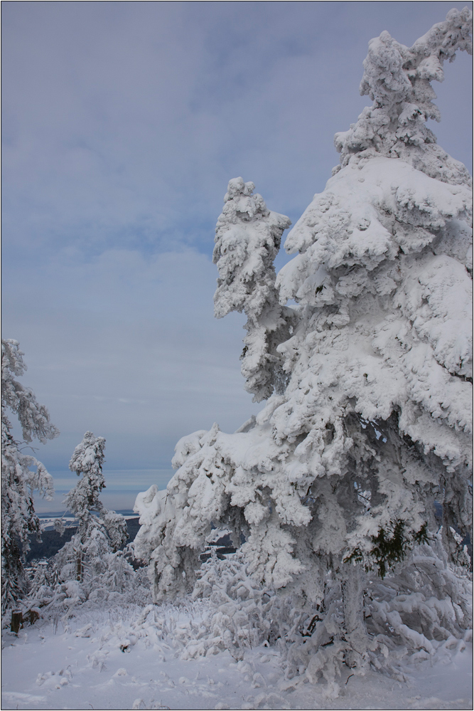 White Forest ( 4 )