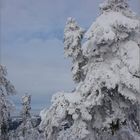 White Forest ( 4 )