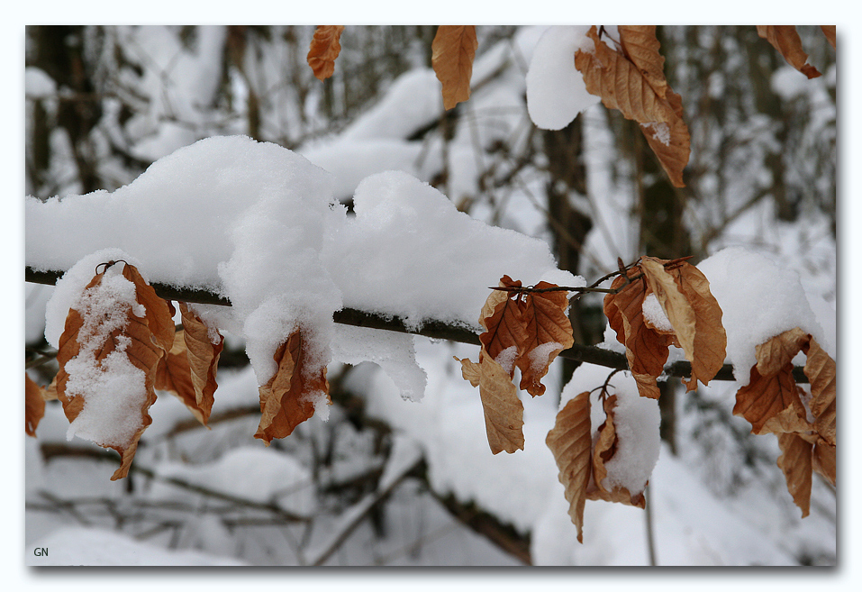 White Forest