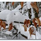 White Forest