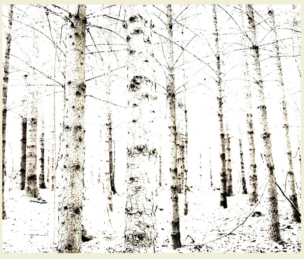 White Forest