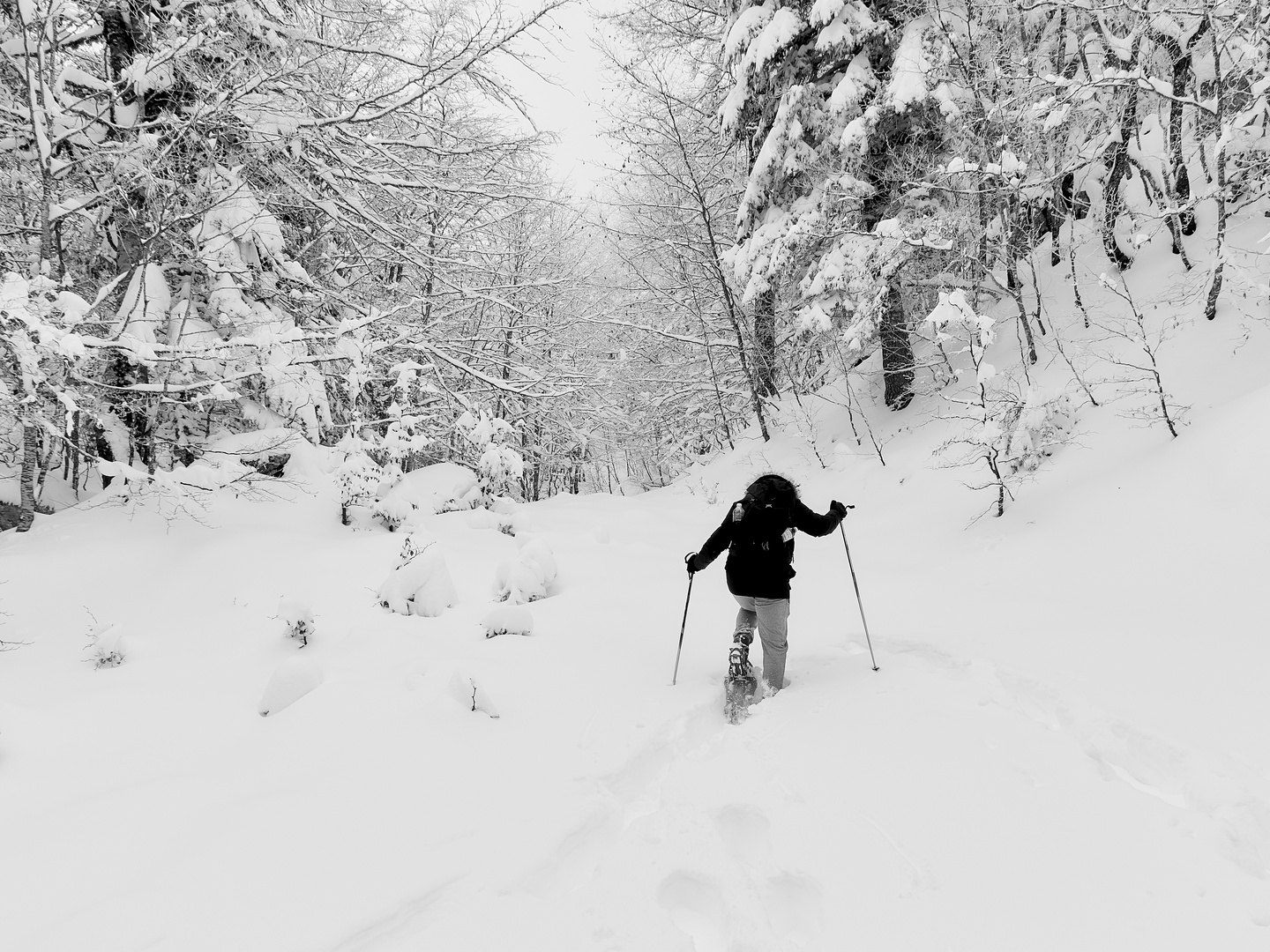 White forest