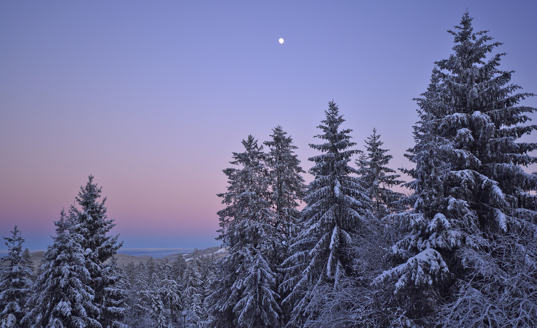 White Forest Moon