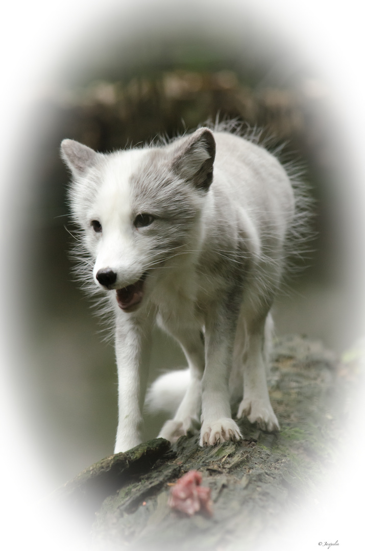 white fox