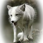 white fox