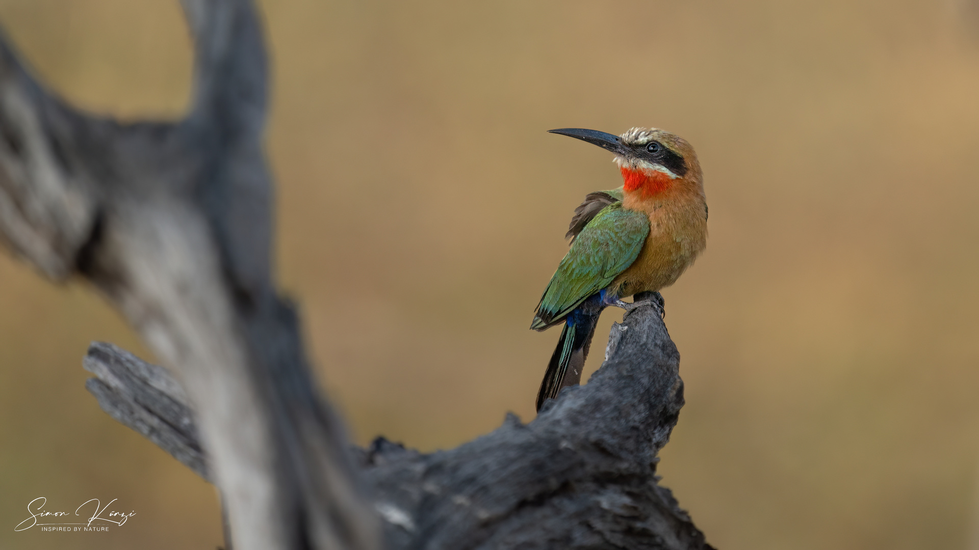 White-fronted Bea-eater - Weißstirnspint