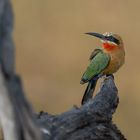 White-fronted Bea-eater - Weißstirnspint