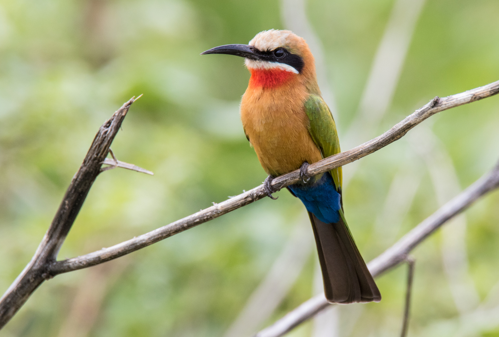 White-fronted bee-eater