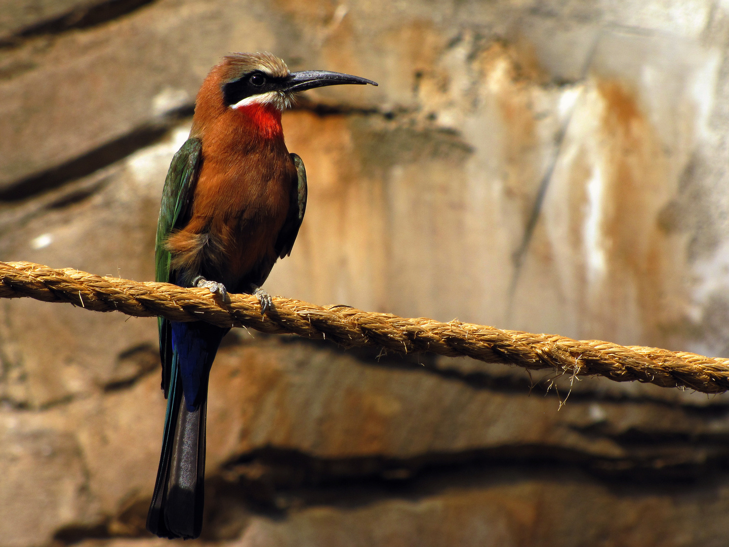 White-fronted Bee-eater