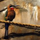 White-fronted Bee-eater