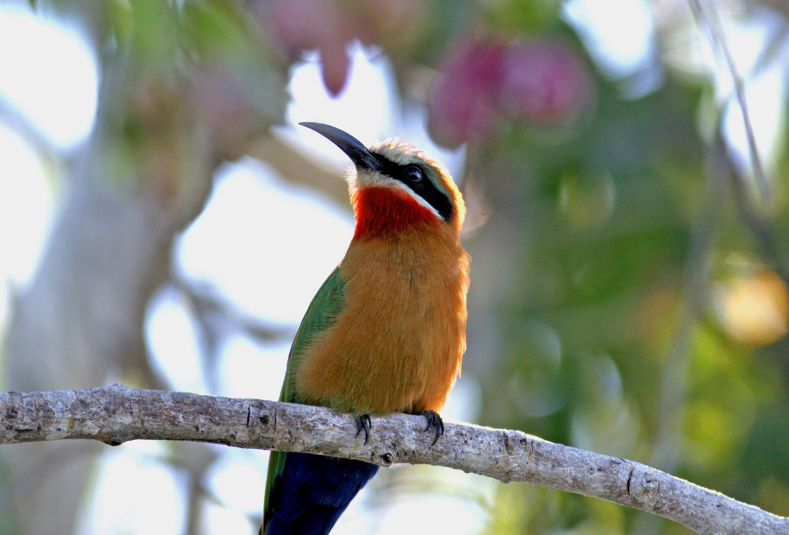 White-fronted Bee-eater