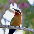 White-fronted Bee-eater