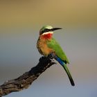 White fronted bee-eater