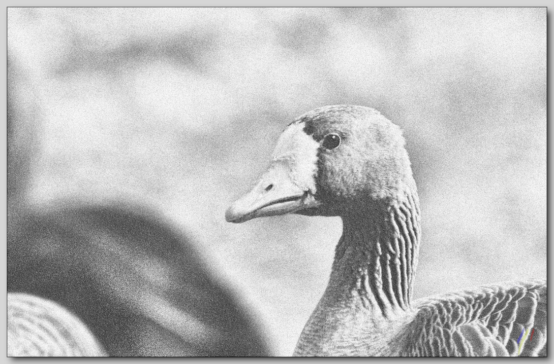 white-fronted geese