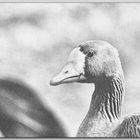 white-fronted geese