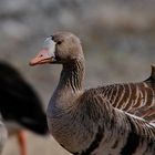 white fronted geese 