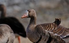 white fronted geese 