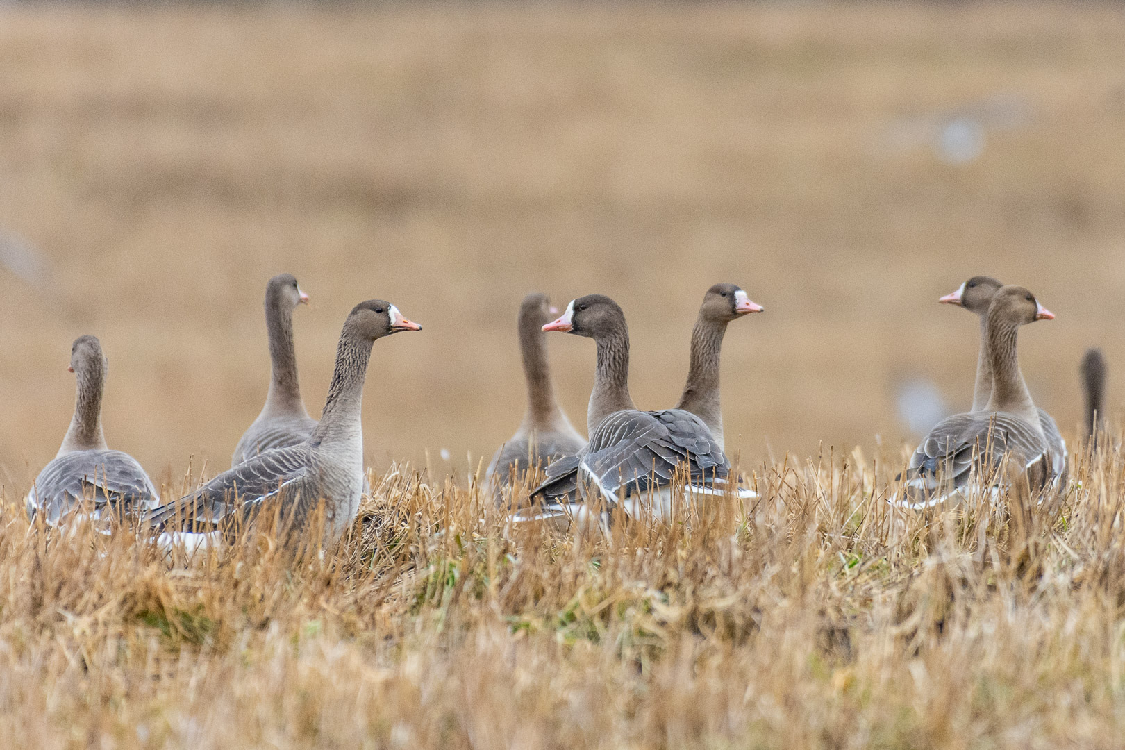 White-fronted geese