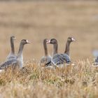 White-fronted geese