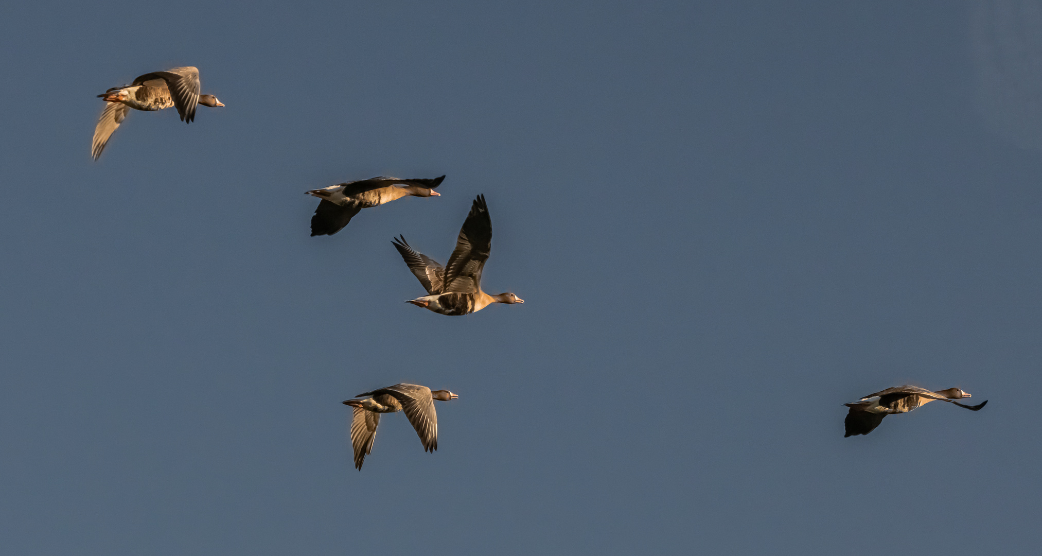 White-fronted geese over the Strengsee