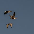 White-fronted geese over the Strengsee