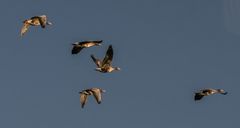 White-fronted geese over the Strengsee