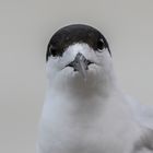 White-Fronted Tern New Zealand