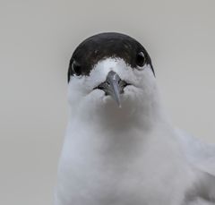 White-Fronted Tern New Zealand