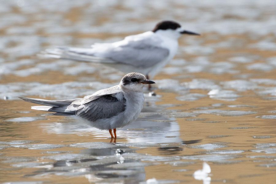 White fronted tern / Taraseeschwalbe 