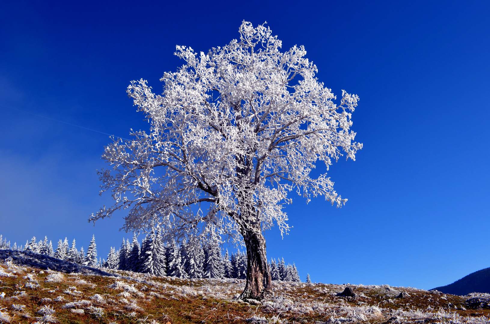 white frost