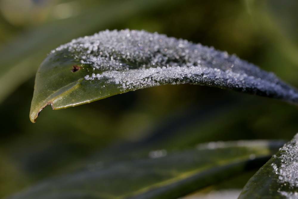 White frost in January 2021 - Image 2