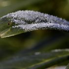 White frost in January 2021 - Image 2