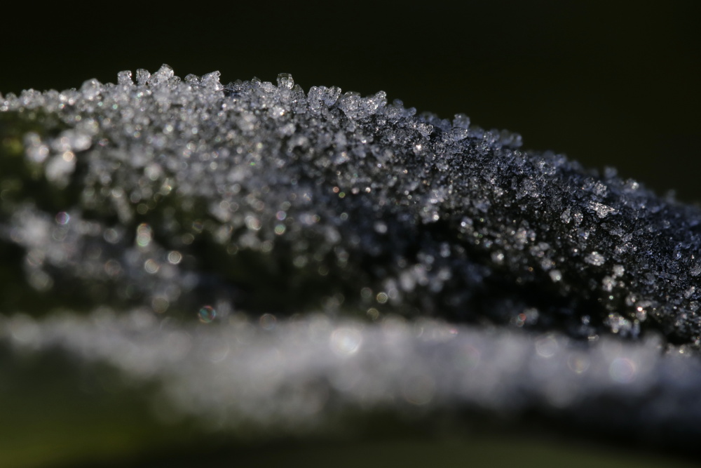 White frost in January 2021 - Image 4